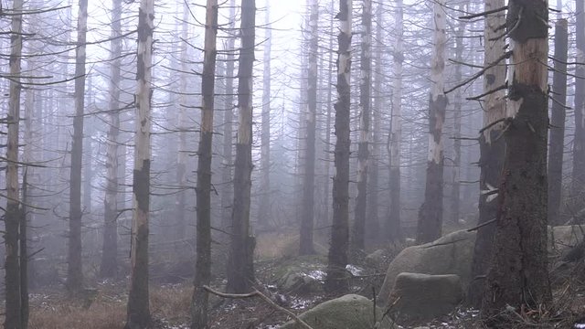 Totholz im Nationalpark Harz mit Nebel Stimmung