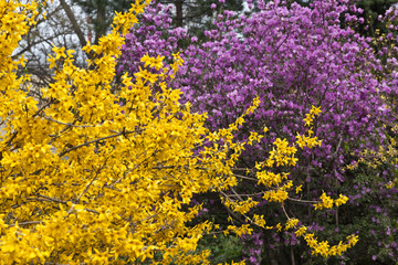 Active flowering of lilac rhododendron and yellow forsytsia in early spring