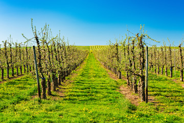 Fototapeta na wymiar Hillside Plantation of Apple Trees in Spring under Blue Sky