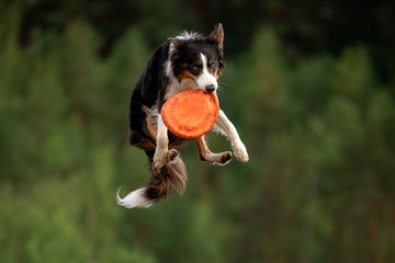 Sport with a dog. Border Collie catches the disc. Active lifestyle, health