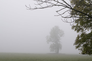 tree in fog Autumn landscape melancholic atmosphere.  Tree in fog.