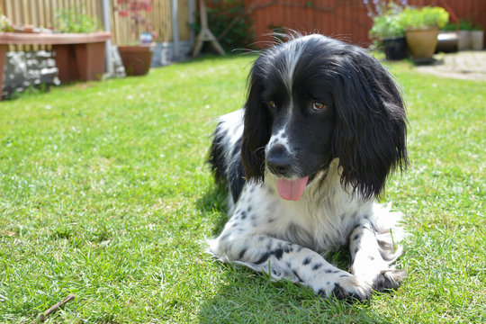 Pretty spaniel dog lying  on lawn in garden on summers day.