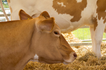 close up of beautiful brown cow ready for showing at a horticultural show in rural England.