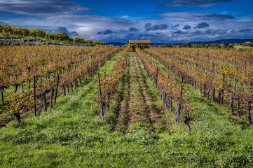 Fototapeta na wymiar Autumn vineyards in the Languedoc region of the south of France