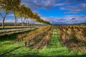 Fototapeta na wymiar Autumn vineyards in the Languedoc region of the south of France