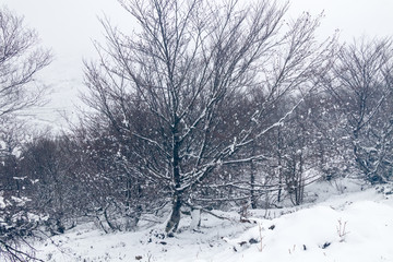 Fototapeta na wymiar Snowy trees in a freezing image
