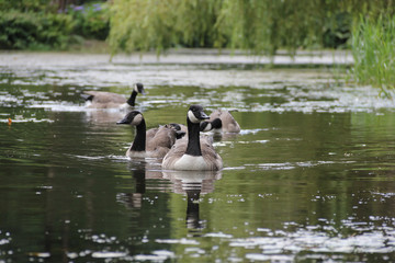 Canadian geese swimming on beautiful flat calm lake 