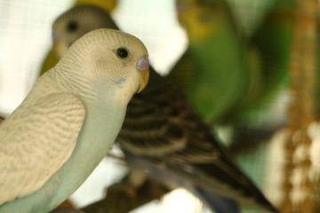 Colorful Budgie Parakeet bird in Cage 
