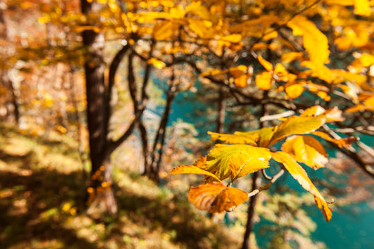 Focus on colorful autumn leaves