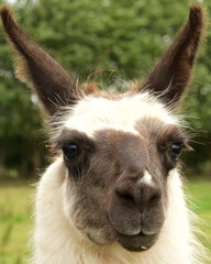 Fototapeta premium Llama