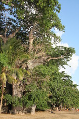 Baobab Mayotte