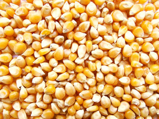 Popcorn maize.