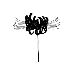 Hand drawn spider lily silhouette on whit