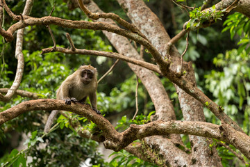 Naklejka na ściany i meble Monkeys on tree, jungle thailand