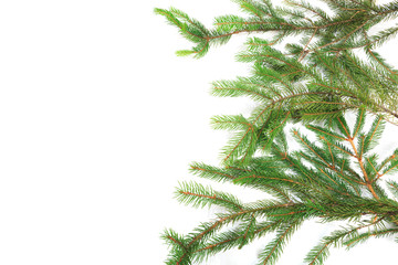 Branches of fir tree on white background isolated .
