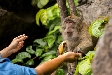 A man is feeding a monkey from his hands