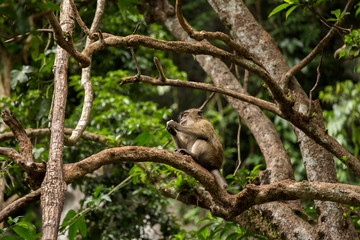 Naklejka na ściany i meble Monkeys on tree, jungle thailand