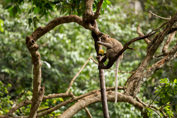 Fototapeta premium Monkeys on tree, jungle thailand