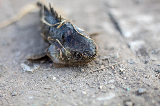 Climbing perch fish on background,Anabas testudineus, the climbing perch