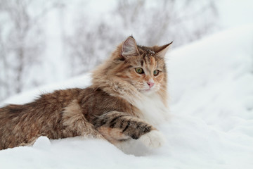 A funny norwegian forest cat playing in deep snow