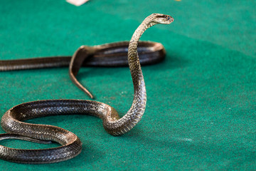 Royal cobra close-up with hood