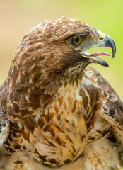 red-tailed hawk or Buteo jamaicensis close-up portrait