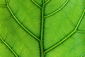 Green leaf background texture. Close up leaf