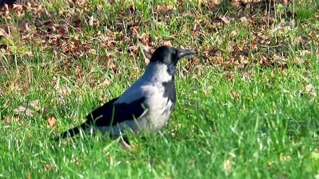 An alerted crow  looking for food in remaining green patches of outumn grass. The bird immediately taks off when it suspects a vaguest threat.