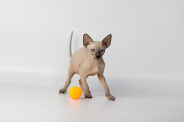 Canadian sphynx yang cat on light pink and white background