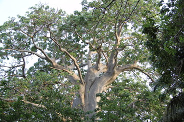 Baobab Mayotte