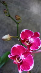 Fototapeta na wymiar Moon orchid, white in a flower garden