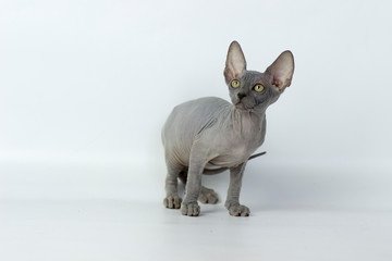 Canadian sphynx yang cat on light pink and white background