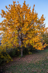 Die Eichen im herbstlichen Prachtgewand