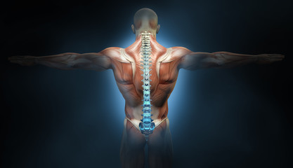Back muscles of a man with spine, medically 3D illustration - obrazy, fototapety, plakaty