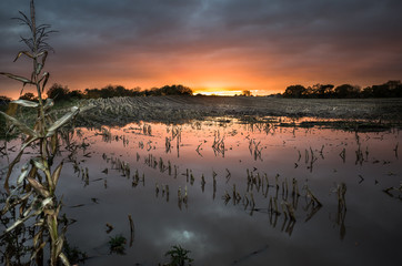 Flooded Corn Field