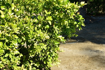 Lime tree in California in Winter