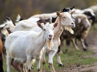 Fototapeta premium Heard of goats and flock of sheep