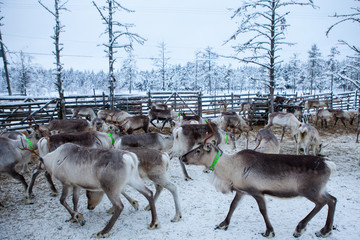 Reindeer herd, in winter, Lapland, Northern Finland