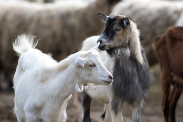 Fototapeta na wymiar Portrait of two funny goats