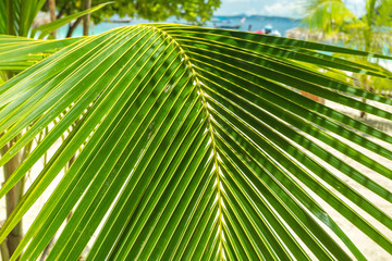 Obraz na płótnie Canvas Palm leaf close up