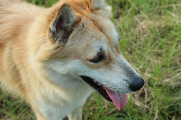 Naklejka na ściany i meble Portrait of brown and white dog looking away | Thai breeds