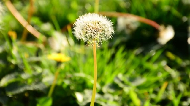 Dandelions in the meadow on a sunny day stagger in the wind