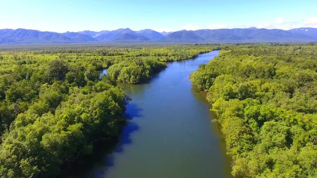 Salmon Return to Spawn Kamchatka august 2018