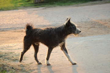 Stray dog is angry at Stranger dog | Thai breeds