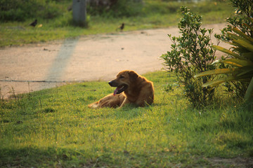 Fototapeta na wymiar stray dog sitting on a wheat field | Thai breeds