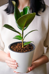 The girl holds in her hands a white pot with a ficus flower. Decorative home plant. Casual lifestyle series in modern scandinavian interior