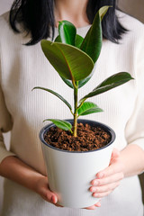 The girl holds in her hands a white pot with a ficus flower. Decorative home plant. Casual lifestyle series in modern scandinavian interior