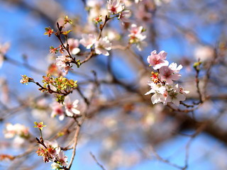 四季桜の花