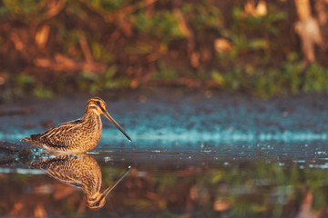 snipe stands in shallow water in the morning fog