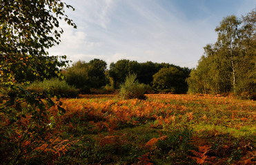 Autumn Landscape - Litcham Common - Norfolk